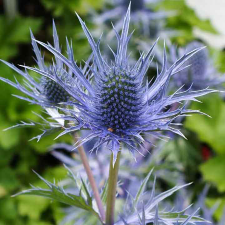 o arco-íris 🌈 invade a comunidade com inspirações (azul marinho) para bouquet 💐 e boutonnière 💙 - 1