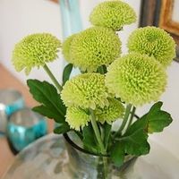flores verdes