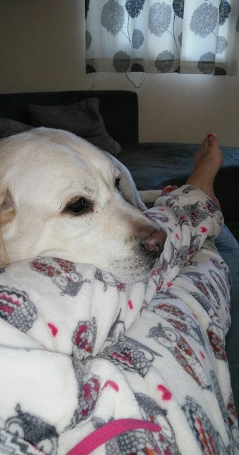 Qual o vosso animal de estimação? - 1