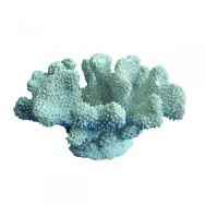 2 coral