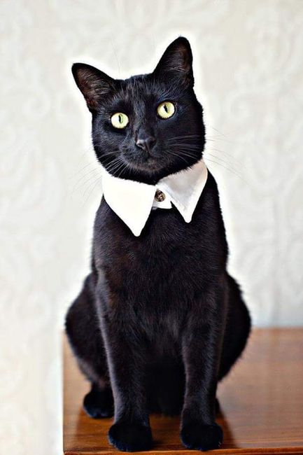Inspirações para amantes de gatos - 9