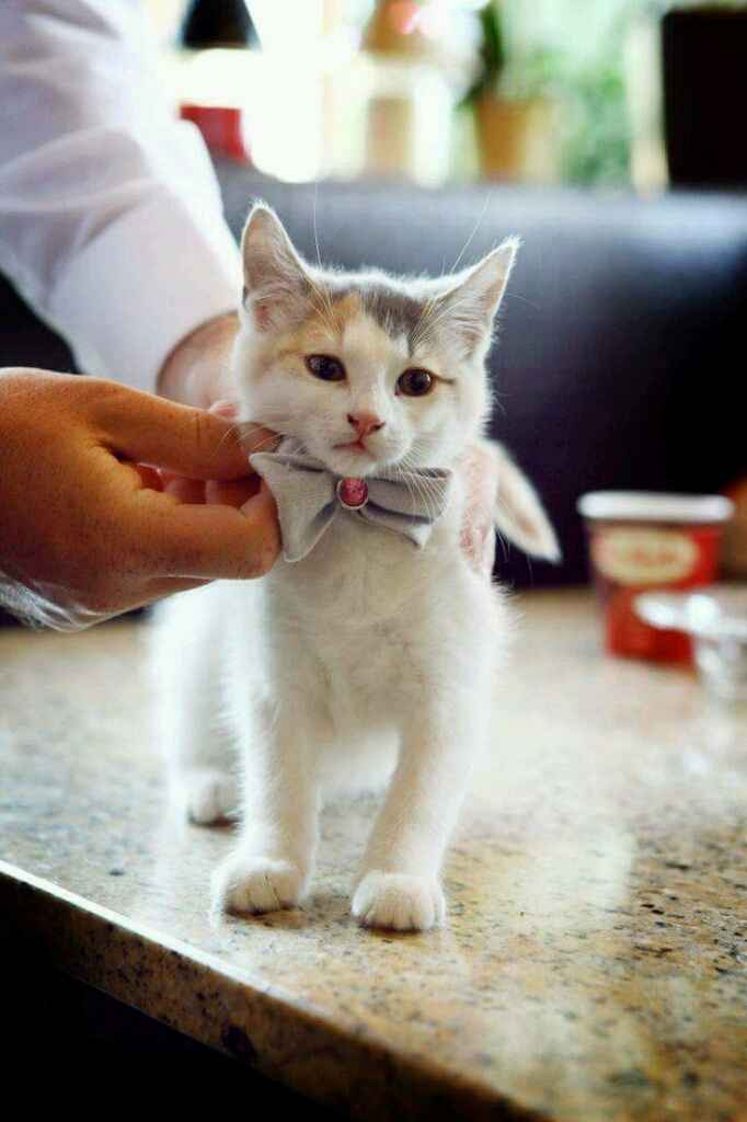 Inspirações para amantes de gatos - 5