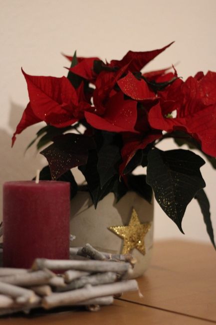 Flor de natal que o marido ofereceu
