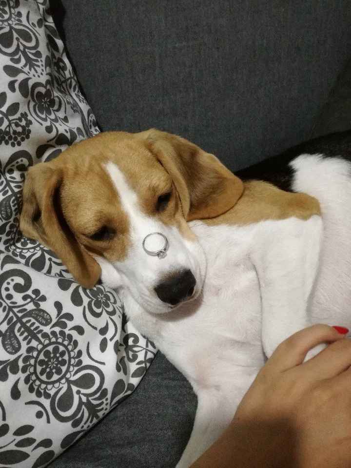 4 meses de noivado - 1