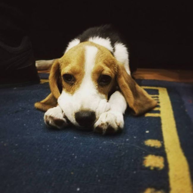 Chloe