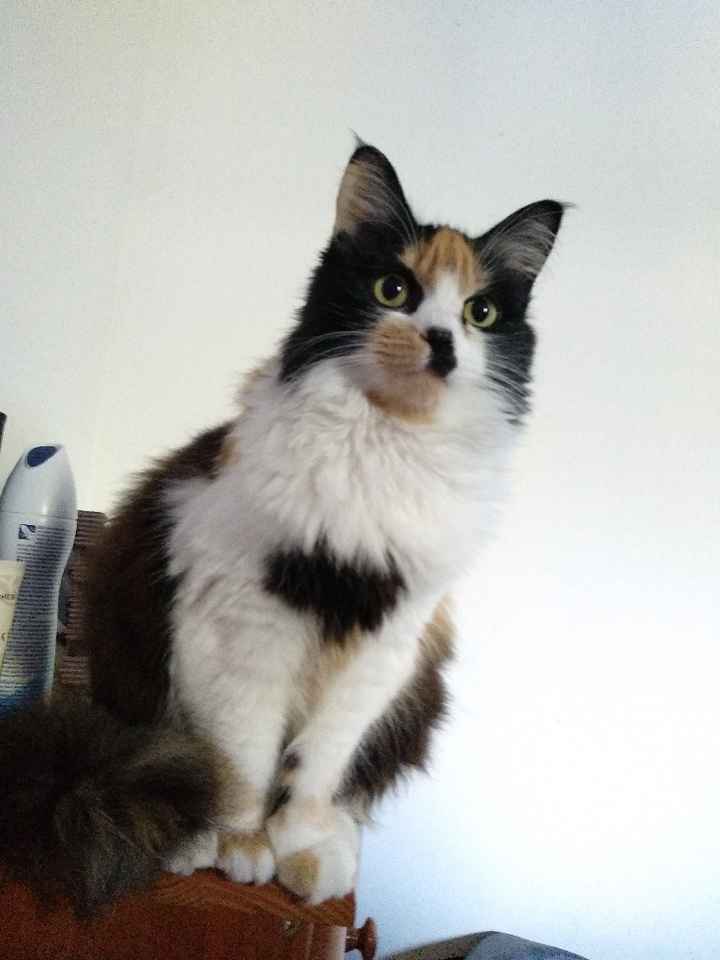 A vossa mascota estará presente no casamento? 🐶 - 1