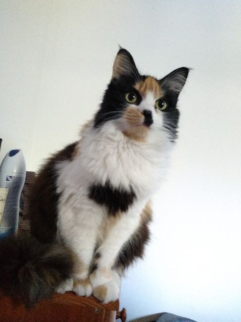 A vossa mascota estará presente no casamento? 🐶 - 1