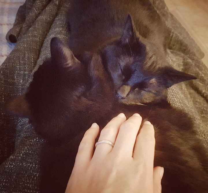 A vossa mascota estará presente no casamento? 🐶 - 1