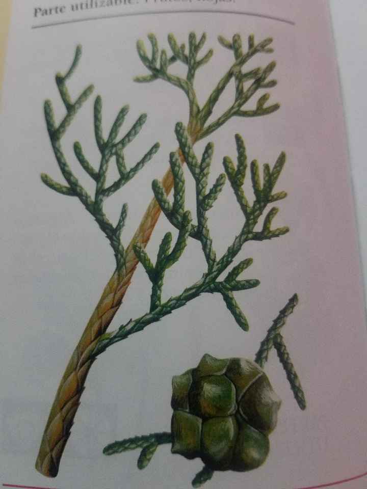 Como cuidar do cabelo. - 4