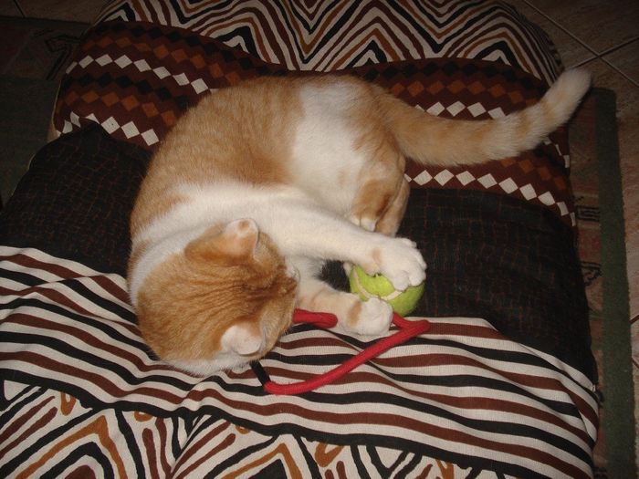 Gatinho