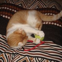 Gatinho