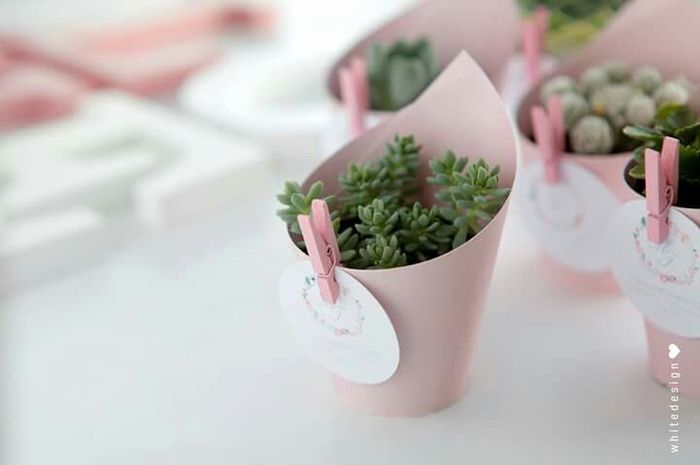 Decoração suculentas - ideias precisam-se! - 3