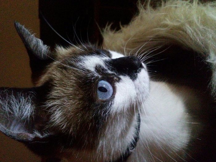 Dia mundial do gato - 1