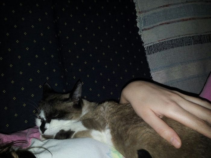 Dia mundial do gato - 2