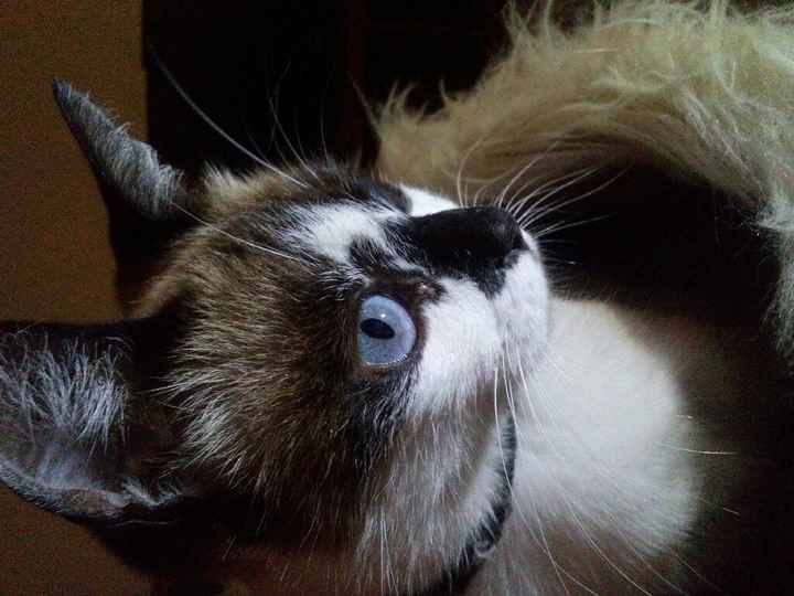 Dia mundial do gato - 1