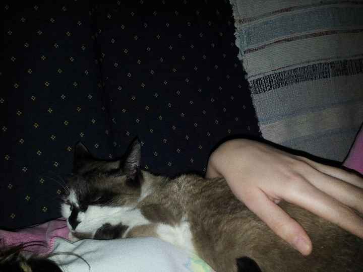 Dia mundial do gato - 2