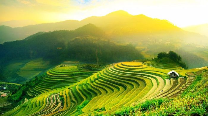 Campos de Arroz