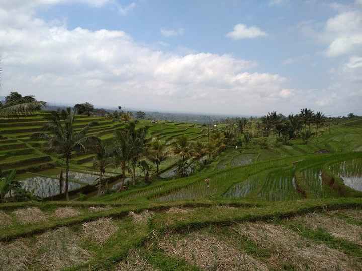 Jatiluwih - terraços de arroz património UNESCO