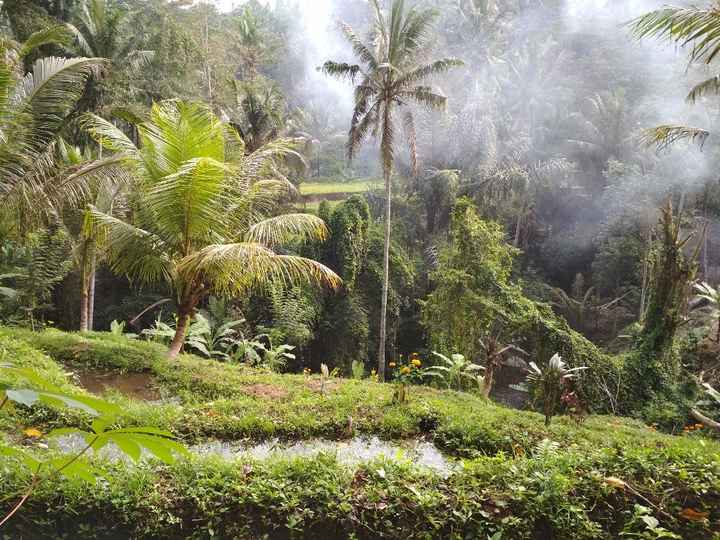 A tropicalidade das florestas