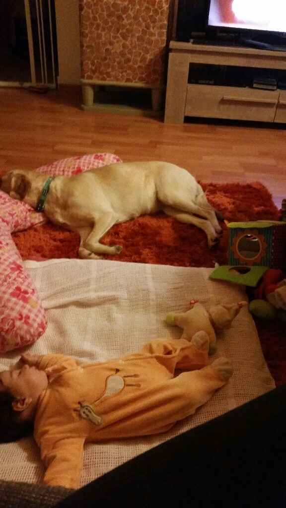 Quem quer ter um animal de estimação depois do casamento? - 1