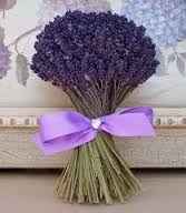 lavanda