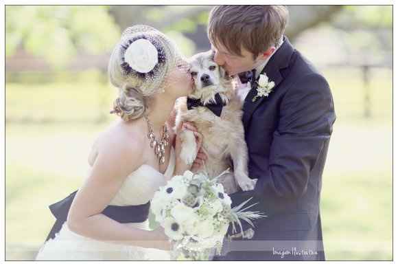 animais