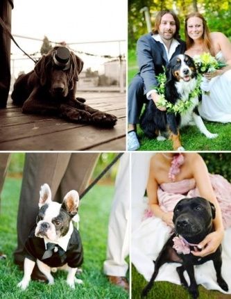 animais
