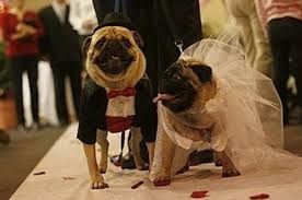 animais