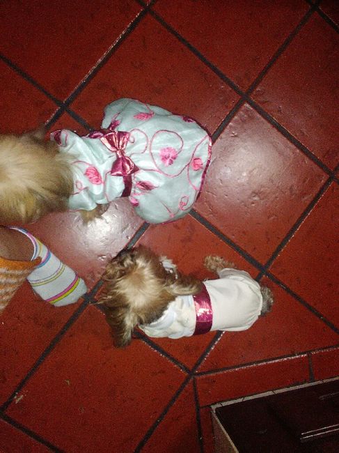 Roupinha dos meus bebés de 4 patas! - 4