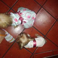Roupinha dos meus bebés de 4 patas! - 4