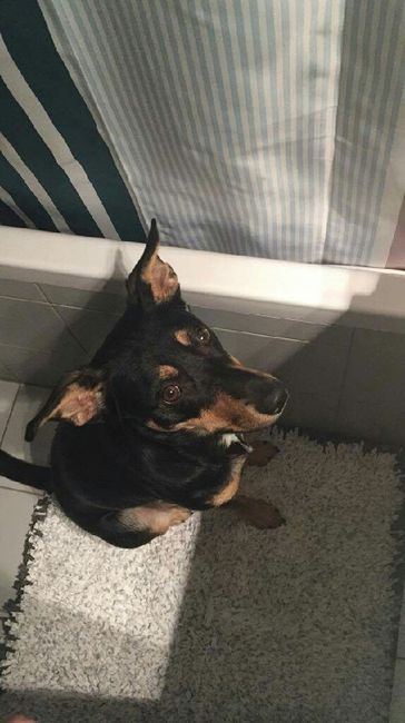 Qual o vosso animal de estimação? - 1