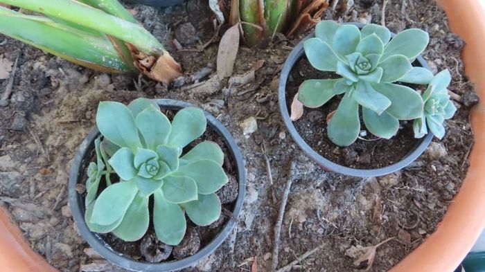 As 2 coisas que não devia ter feito com o meu bouquet! 4