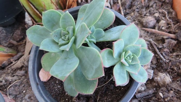 As 2 coisas que não devia ter feito com o meu bouquet! 6