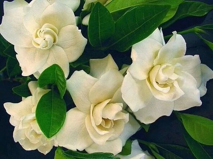 As flores mais utilizadas nos casamentos 19