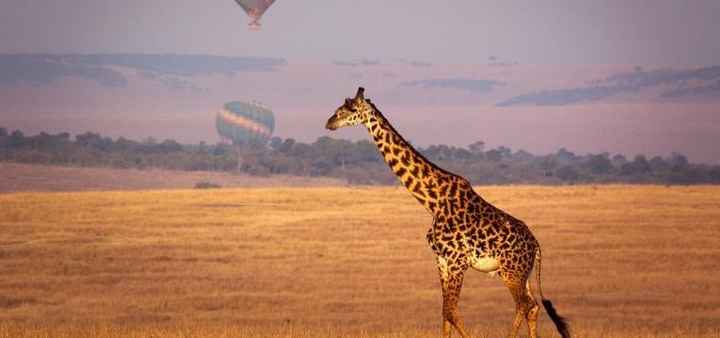 MAASAI MARA, QUÉNIA