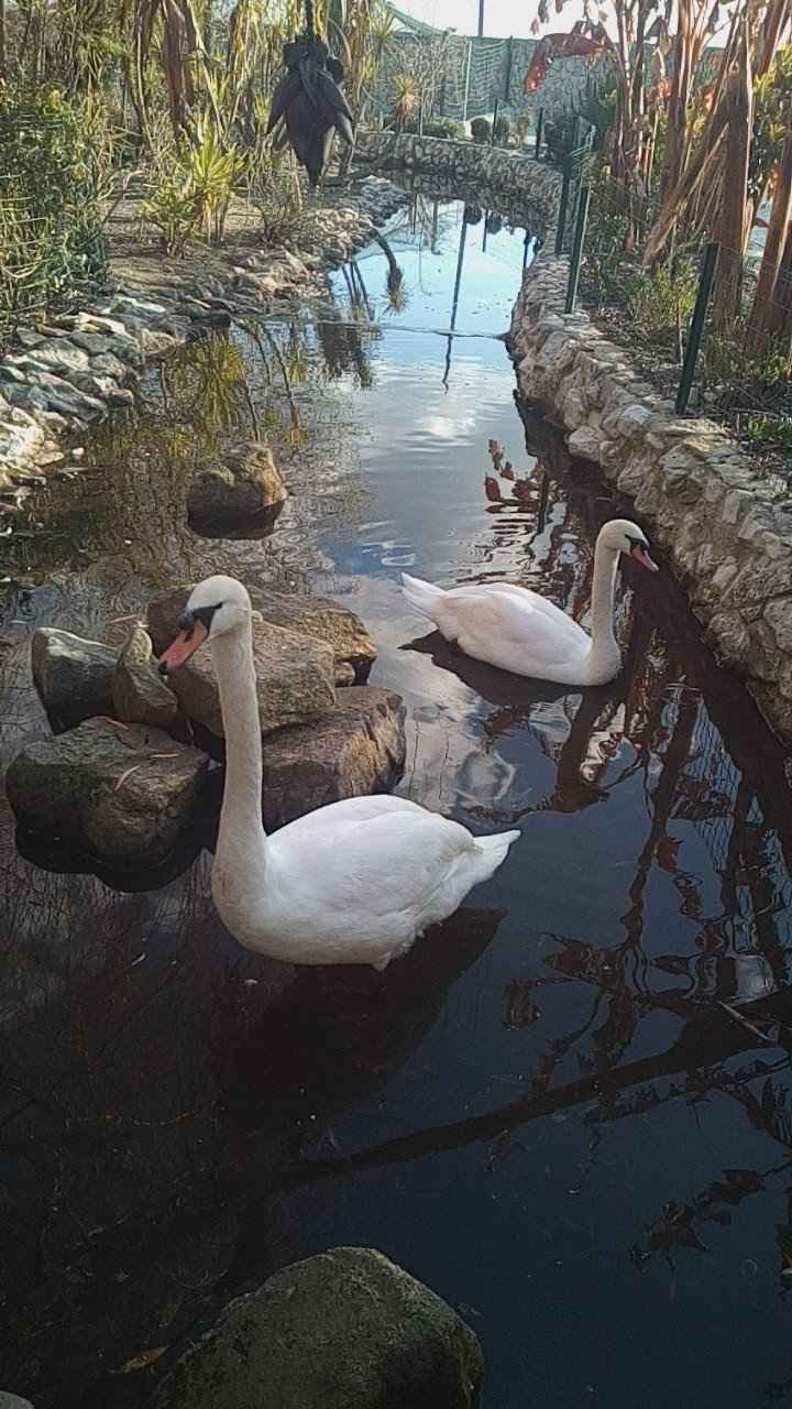 Cisnes!