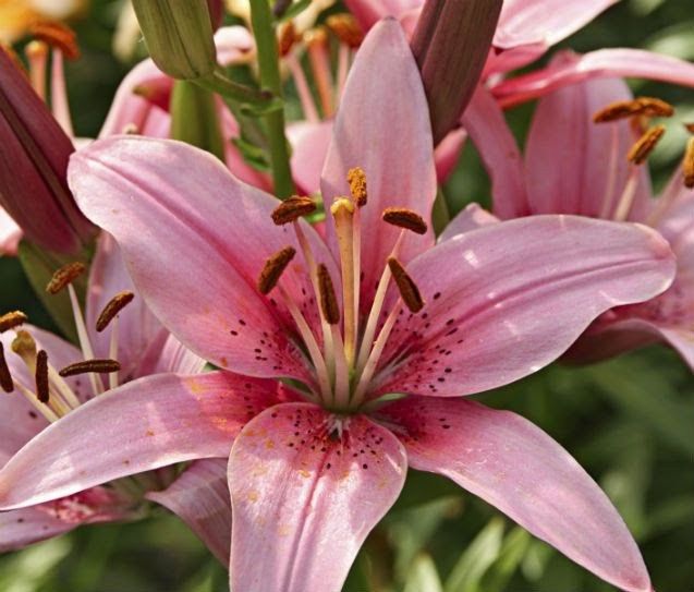 💐 Bouquet de noiva ideal para cada signo 💐 - 6