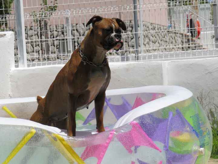 o meu cão vai ser o menino das alianças!! - 1