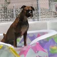 o meu cão vai ser o menino das alianças!! - 1