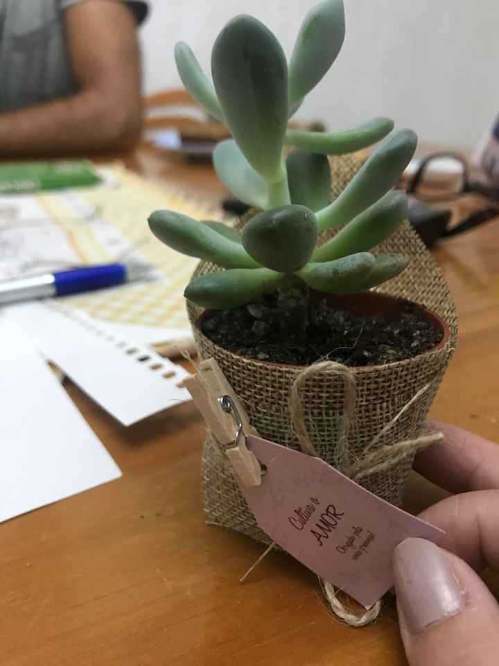 Orçamento para mini suculentas - 2