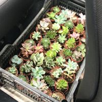 Orçamento para mini suculentas - 1
