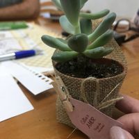 Orçamento para mini suculentas - 2