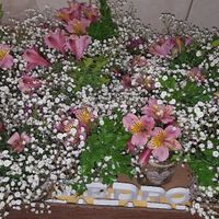 Flores para a quinta - 1