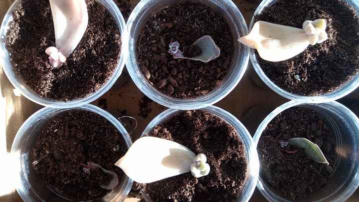 As mais pequenas têm mais raízes  do que propriamente planta, no entanto já se vê elas a formarem-se