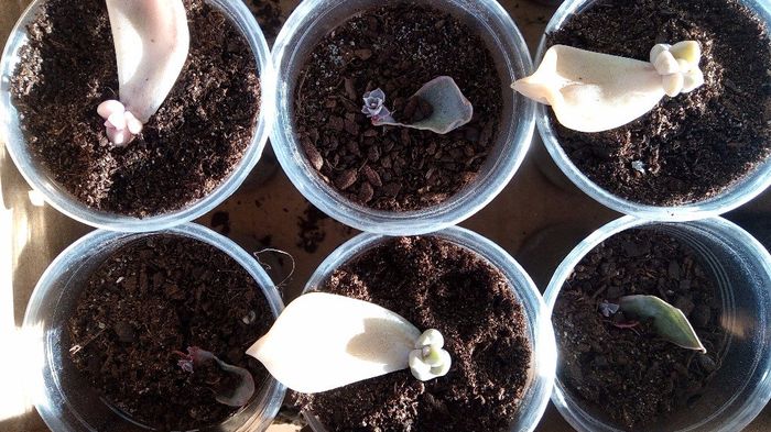 As mais pequenas têm mais raízes  do que propriamente planta, no entanto já se vê elas a formarem-se