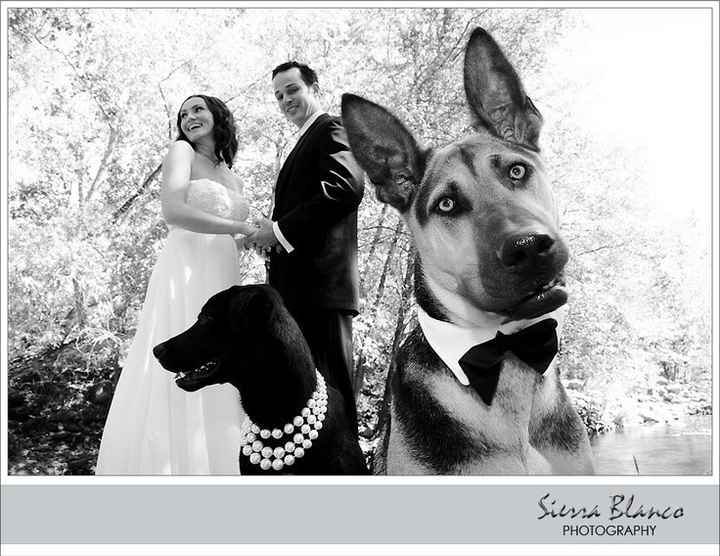 trash the dress with dogs