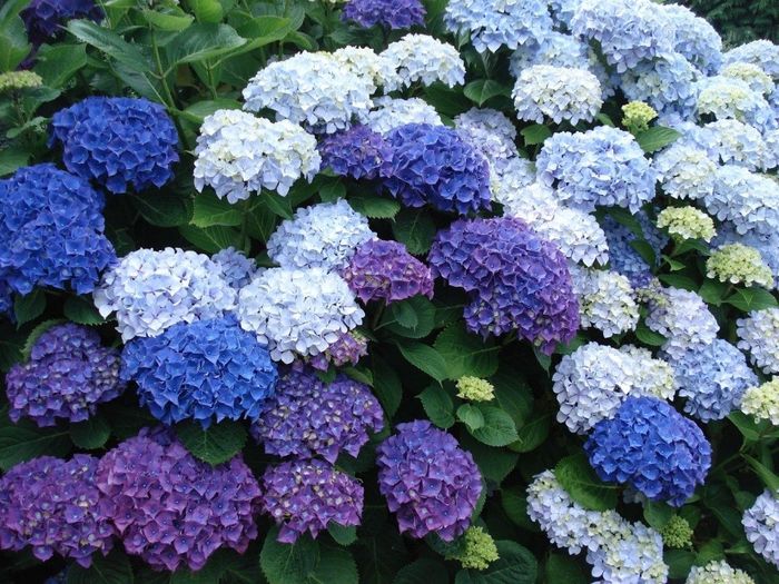 Hortensias
