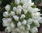 Tulipas Brancas