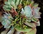 Plantas Suculentas