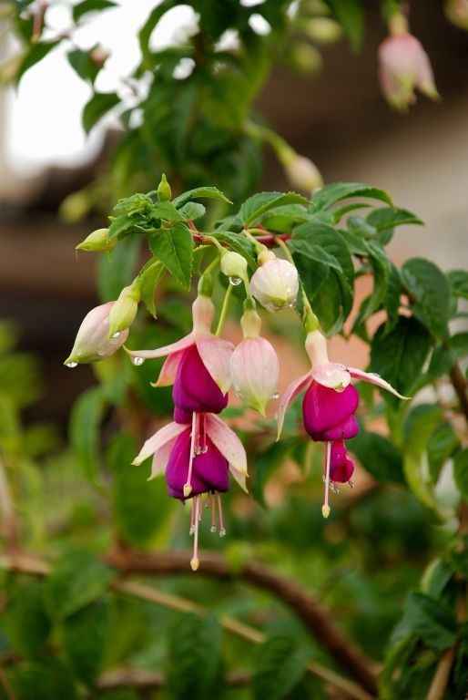 Brincos de Princesa